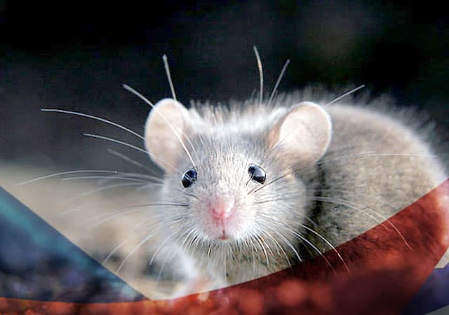 Уничтожение мышей в Дубне